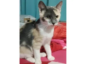 Gato raça Srd idade 2 a 6 meses nome Maria(tricolor )e Teresa(escaminha)