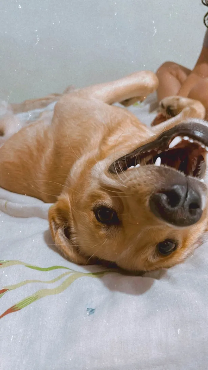 Cachorro ra a Labrador idade 1 ano nome Thor