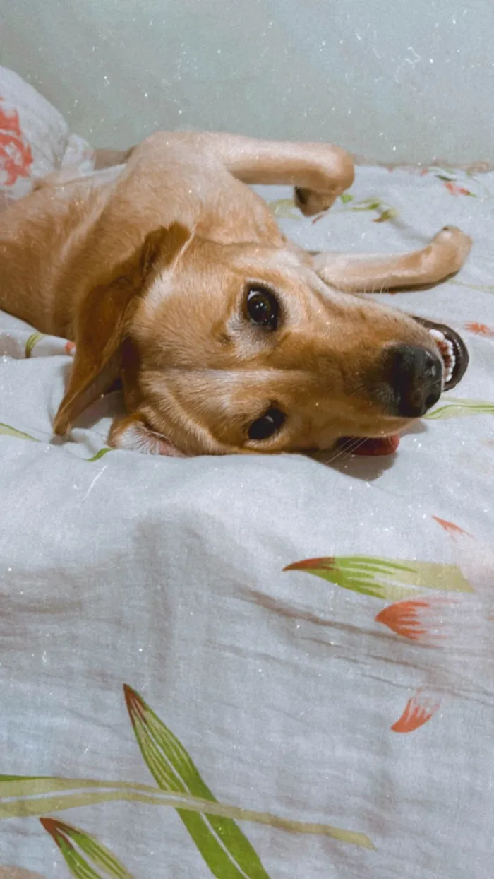 Cachorro ra a Labrador idade 1 ano nome Thor