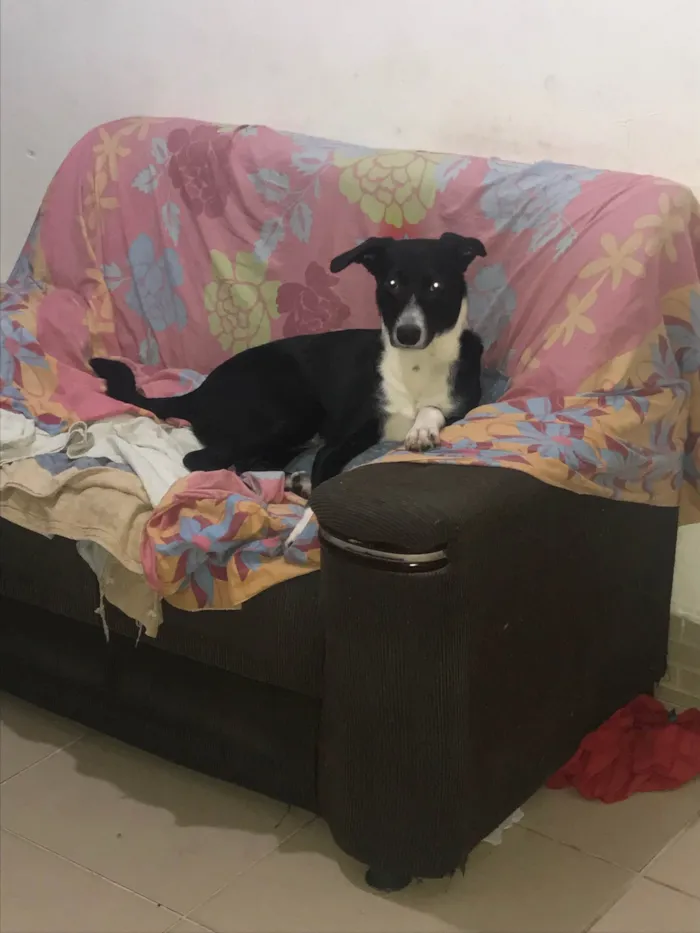 Cachorro raça SRD-ViraLata idade 1 ano nome Tonny