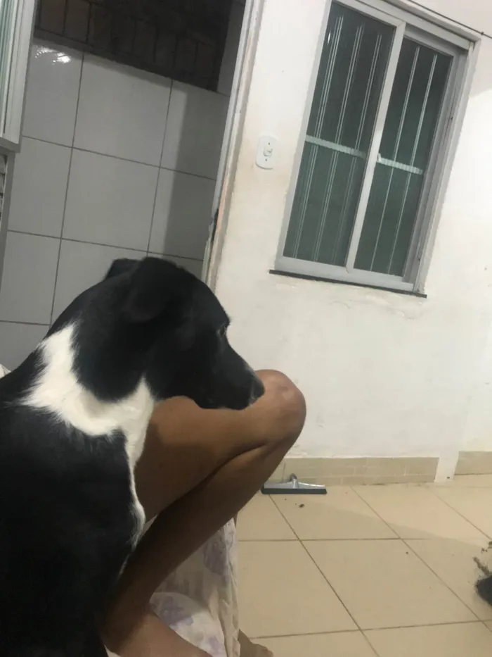 Cachorro raça SRD-ViraLata idade 1 ano nome Tonny