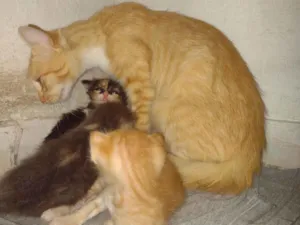Gato raça Não sei idade Abaixo de 2 meses nome Não tem