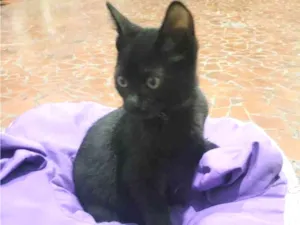 Gato raça SRD-ViraLata idade 2 a 6 meses nome Banguela