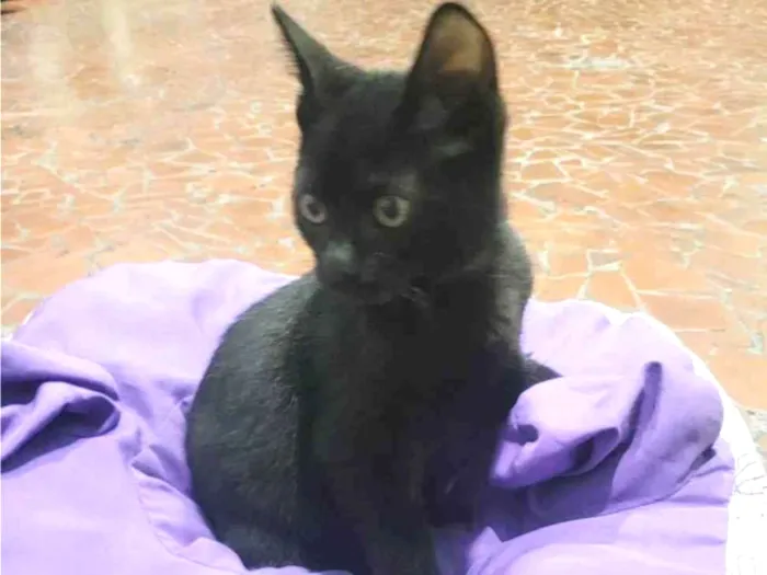 Gato raça SRD-ViraLata idade 2 a 6 meses nome Banguela