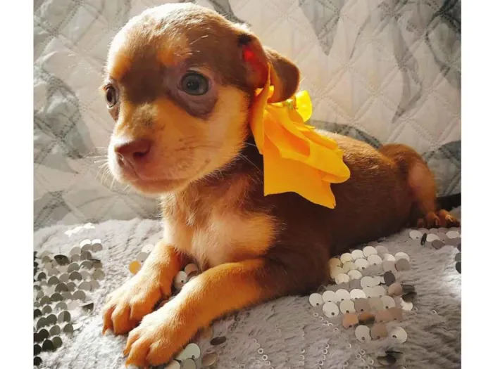 Cachorro ra a SRD-ViraLata idade Abaixo de 2 meses nome Flora