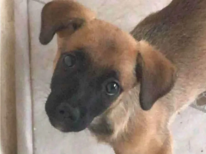 Cachorro ra a SRD-ViraLata idade 7 a 11 meses nome JADE