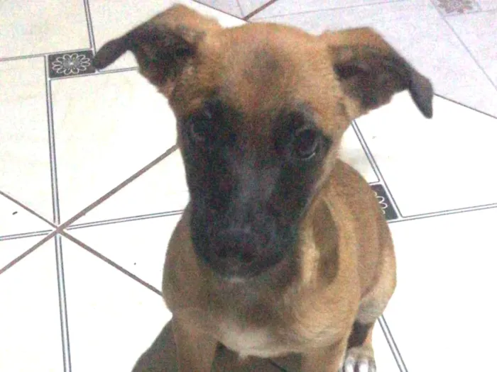 Cachorro ra a SRD-ViraLata idade 7 a 11 meses nome JADE