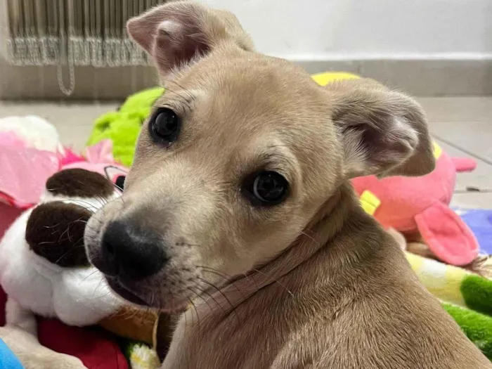 Cachorro raça SRD-ViraLata idade 2 a 6 meses nome Frida