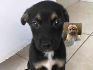 Cachorro raça SRD-ViraLata idade 2 a 6 meses nome Zezin