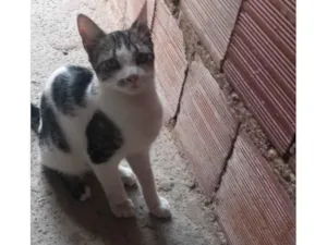 Gato raça Srd idade 2 a 6 meses nome Miau
