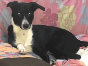 Cachorro raça SRD-ViraLata idade 1 ano nome Tonny