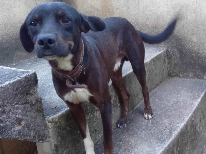 Cachorro ra a SRD-ViraLata idade 2 anos nome Negão 