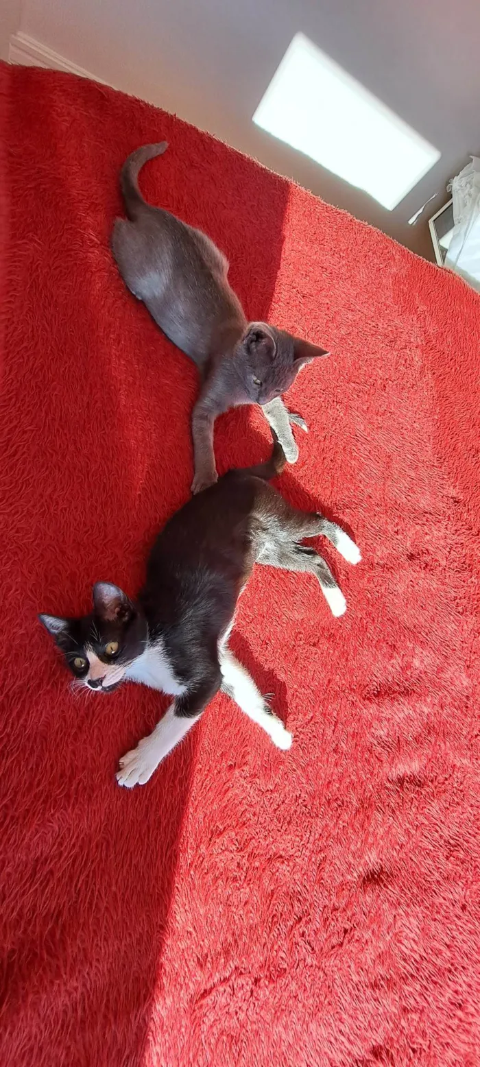 Gato raça SRD-ViraLata idade 2 a 6 meses nome Gaia