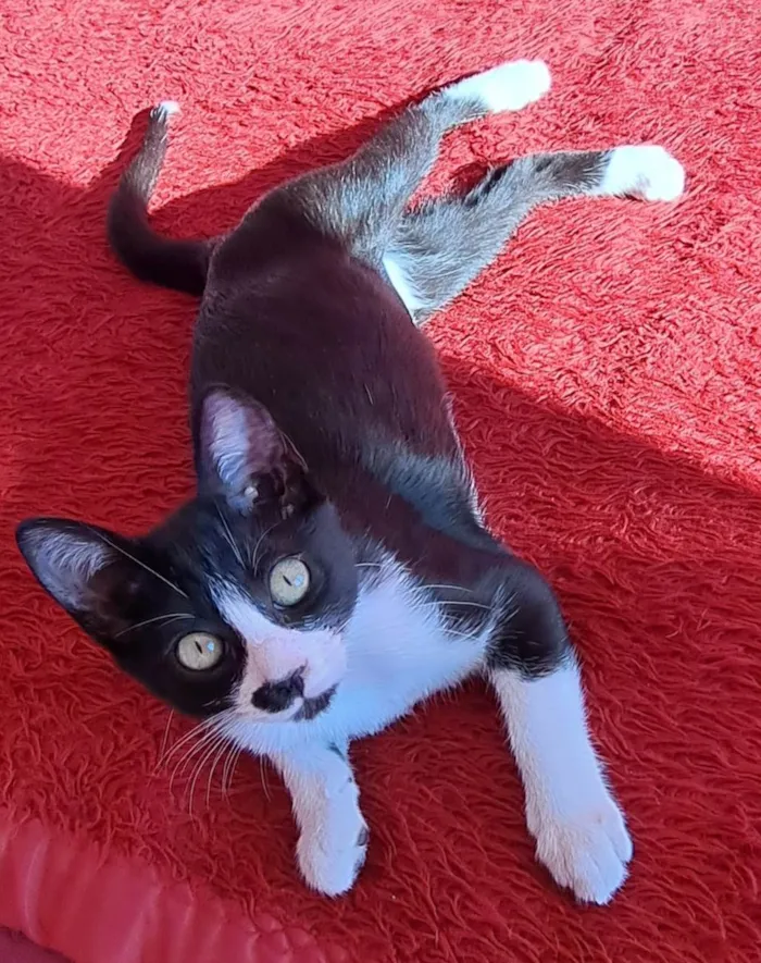 Gato raça SRD-ViraLata idade 2 a 6 meses nome Gaia