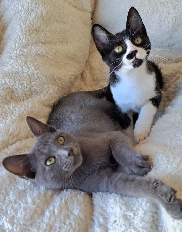 Gato raça SRD-ViraLata idade 2 a 6 meses nome Gaia