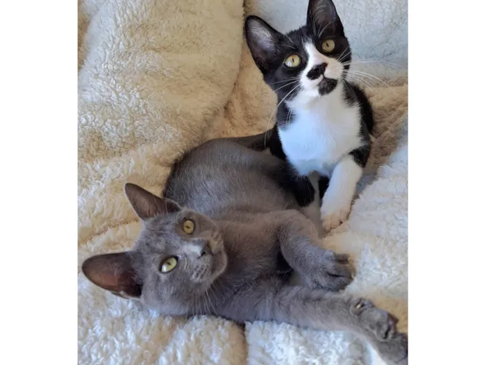 Gato raça SRD-ViraLata idade 2 a 6 meses nome Gaia