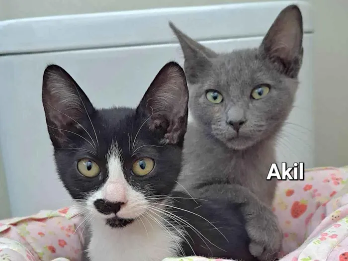 Gato raça SRD-ViraLata idade 2 a 6 meses nome Gaia