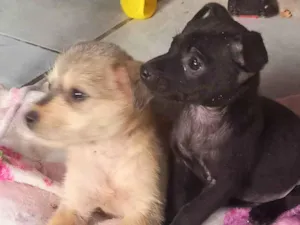 Cachorro raça SRD-ViraLata idade Abaixo de 2 meses nome PIRULITO E PÉROLA