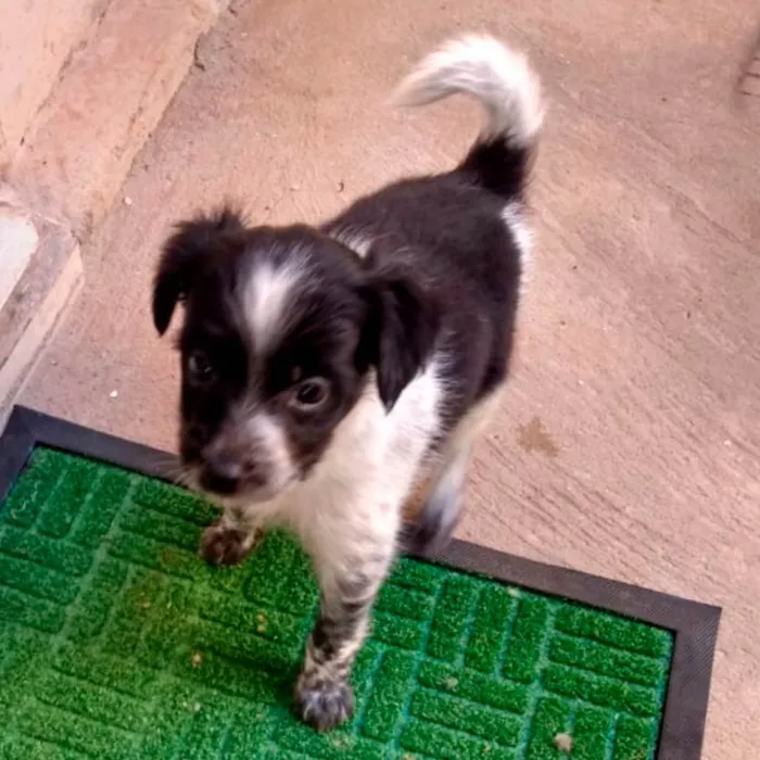 Cachorro raça SRD-ViraLata idade 2 a 6 meses nome Sem nome