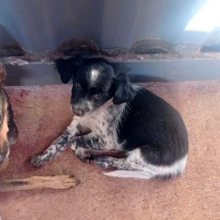 Cachorro raça SRD-ViraLata idade 2 a 6 meses nome Sem nome