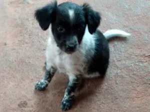 Cachorro raça SRD-ViraLata idade 2 a 6 meses nome Sem nome