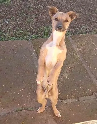 Cachorro ra a SRD-ViraLata idade 7 a 11 meses nome JOKA (Suricato)