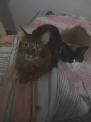 Gato raça Desconhecido  idade 7 a 11 meses nome Duna , fofucha e nininha