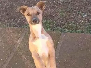 Cachorro raça SRD-ViraLata idade 7 a 11 meses nome JOKA (Suricato)