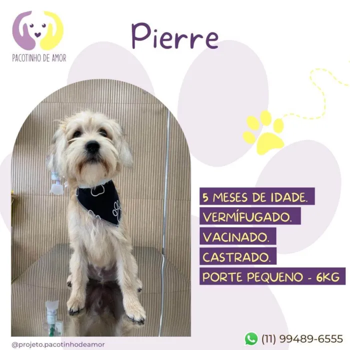 Cachorro raça Misturado idade 2 a 6 meses nome Pierre