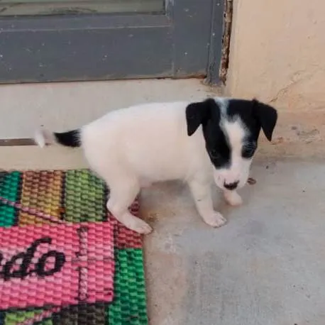 Cachorro raça SRD-ViraLata idade 2 a 6 meses nome Sem nome