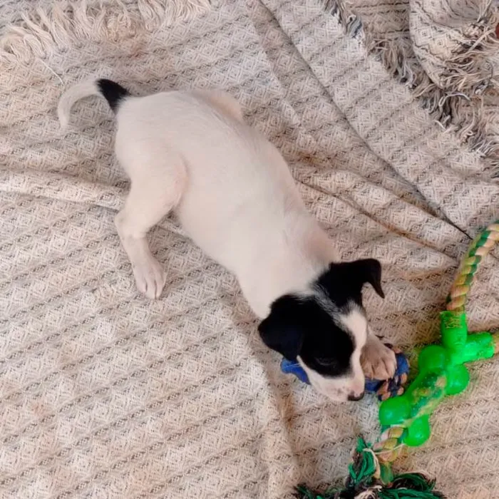 Cachorro raça SRD-ViraLata idade 2 a 6 meses nome Sem nome