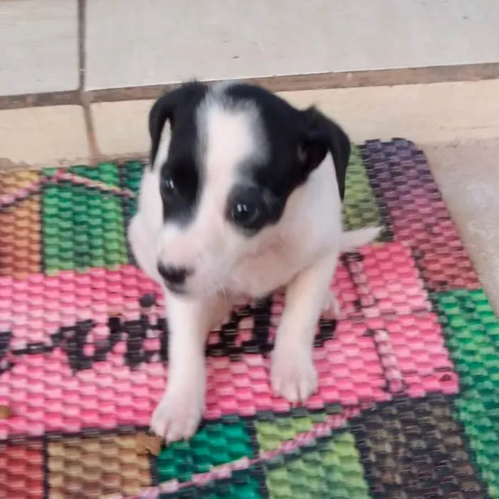 Cachorro raça SRD-ViraLata idade 2 a 6 meses nome Sem nome
