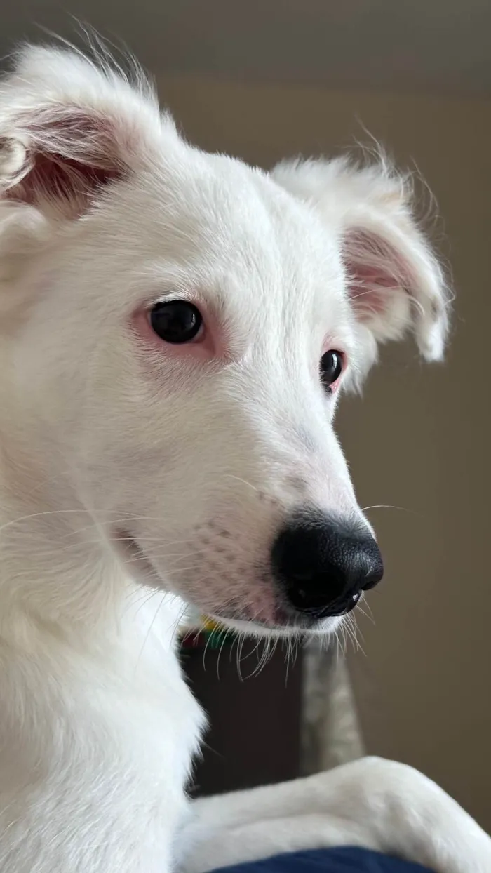 Cachorro ra a RND idade 2 a 6 meses nome Sirius