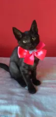 ZURI