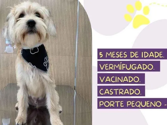 Cachorro raça Misturado idade 2 a 6 meses nome Pierre