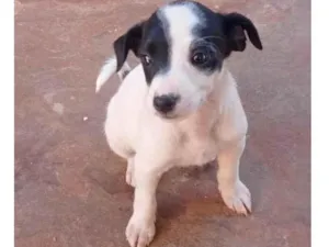 Cachorro raça SRD-ViraLata idade 2 a 6 meses nome Sem nome