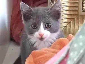 Gato raça SRD-ViraLata idade 2 a 6 meses nome LELÉCO e LALAH
