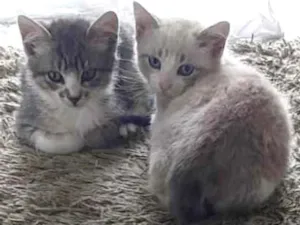 Gato raça SRD-ViraLata idade 2 a 6 meses nome  LUAH e LUAN
