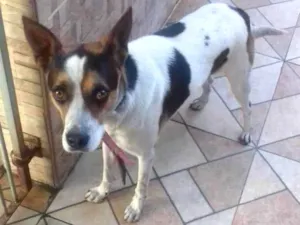 Cachorro raça SRD-ViraLata idade 2 anos nome Nick