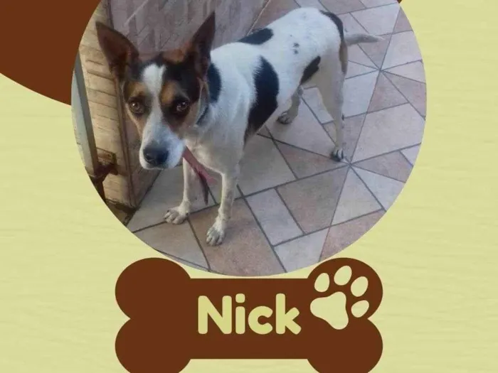 Cachorro ra a SRD-ViraLata idade 2 anos nome Nick