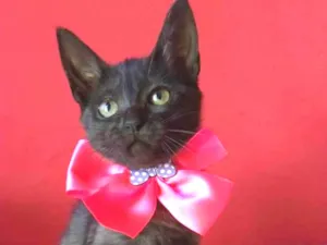 Gato raça srd idade 2 a 6 meses nome ZURI