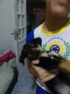 Cachorro raça Rottweiler  idade Abaixo de 2 meses nome Luck