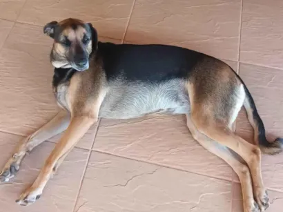 Cachorro raça SRD idade 2 a 6 meses nome malala