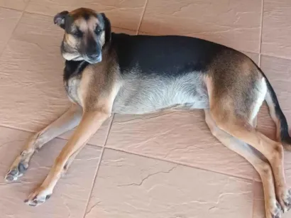 Cachorro raça SRD idade 2 a 6 meses nome malala