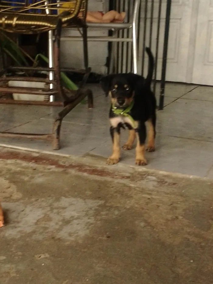 Cachorro ra a Rottweiler idade Abaixo de 2 meses nome Luck