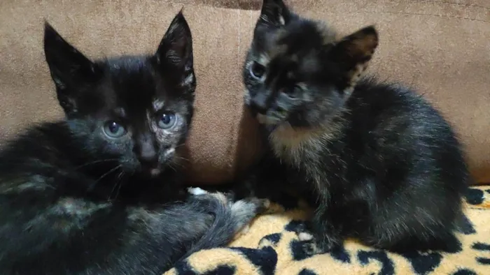 Gato raça Comum  idade Abaixo de 2 meses nome Gatinhos 