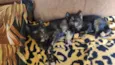 Gatinhos 
