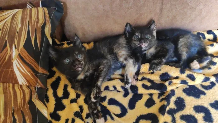 Gato raça Comum  idade Abaixo de 2 meses nome Gatinhos 