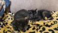 Gatinhos 