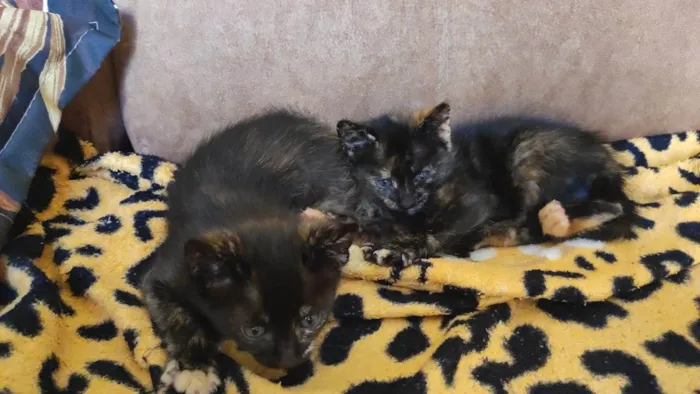 Gato raça Comum  idade Abaixo de 2 meses nome Gatinhos 